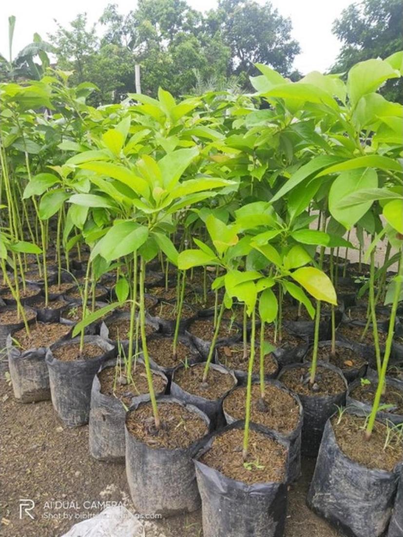 Gambar Produk tanaman buah unggul alpukat markus Lampung Timur