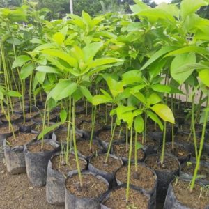tanaman buah unggul alpukat markus Lombok Tengah