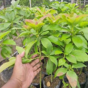 tanaman buah unggul alpukat markus Pakpak Bharat