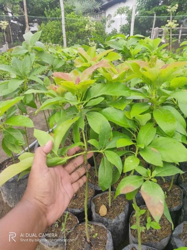 tanaman buah unggul alpukat markus Pakpak Bharat