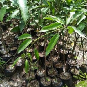 tanaman mangga alpukat buah khas pasuruan Bau-Bau