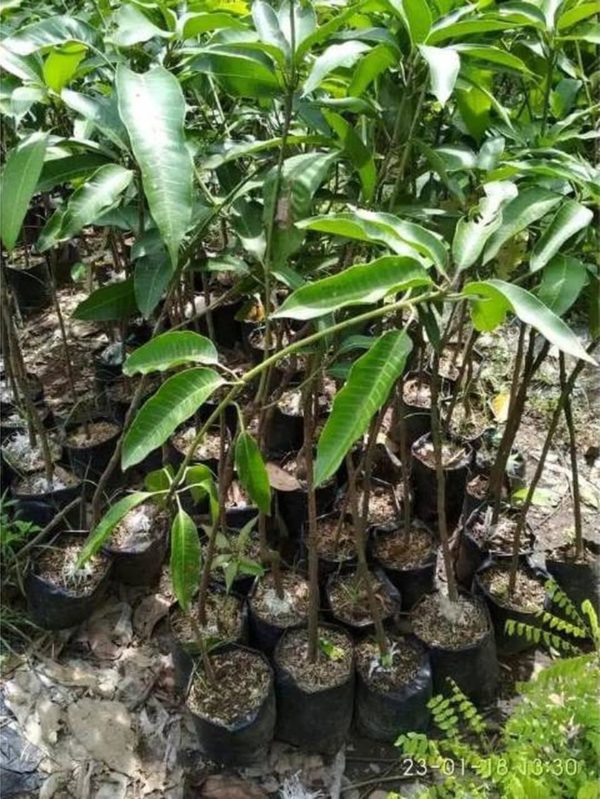 tanaman mangga alpukat buah khas pasuruan Bau-Bau