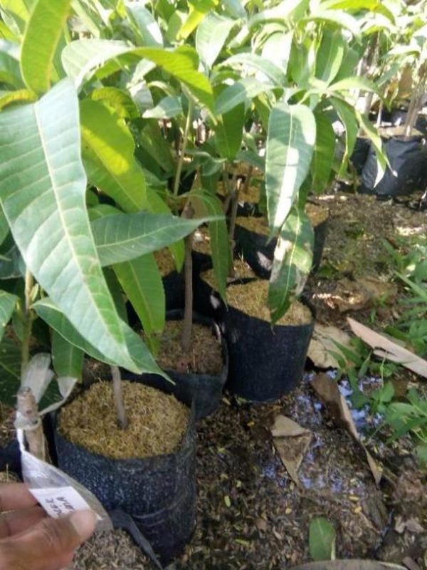 tanaman mangga alpukat Manokwari Selatan